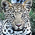 Leopard looks